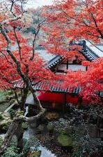 日韩成人在线视频-日韩成人在线视频，文化、社会与法律视角的探讨